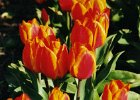 2001 04 28 bollen tulp